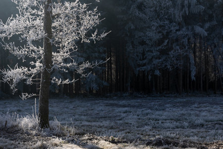 Frosty winter morning in the forest. Beautiful winter landscape.の写真素材