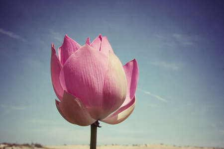Lotus lake, Vietnam 2013の写真素材