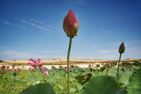 Lotus lake, Vietnam 2013の写真素材