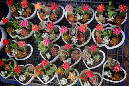 Flower shop in Dalat, Vietnam 2013の写真素材