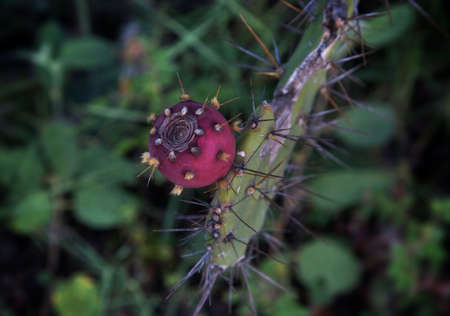 Flower shop in Dalat, Vietnam 2013の写真素材