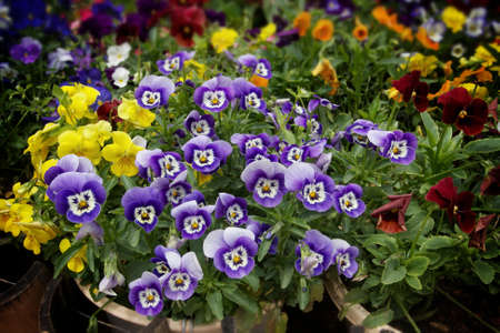 Pansies in a flower garden, Vietnamの写真素材