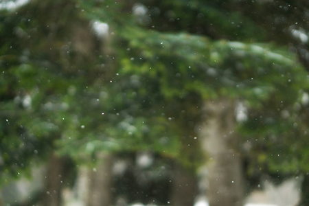 Vertically falling real snowflakes, shot on pines, trees background, winter forest.Beautiful heavy snowfall woodland landscape background.の写真素材