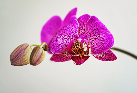 Closeup, Pink  flower Phalaenopsis orchid isolated on white background, suitable for greeting card or background,の写真素材