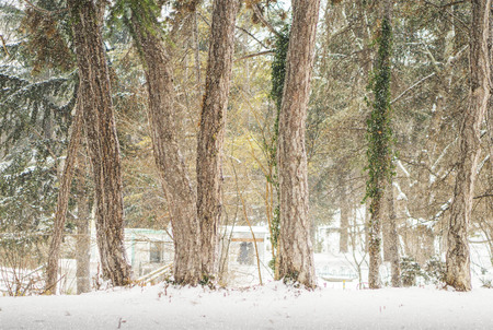 winter beautiful park with many big trees, pines and ivy, background, space. winter landscapeの写真素材