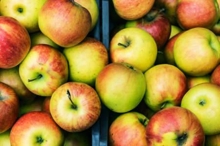 Closeup of crates of juicy, fresh, ecologically produced apples, Fuji, without nitrates in the...