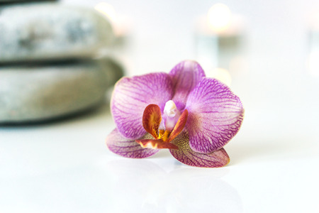 Fresh pink orchid near gray stones on a white background. Concept spa and relaxation.の写真素材