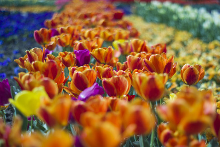 Magic floral landscape, picturesque garden with orange tulips in spring defokus in the foreground...