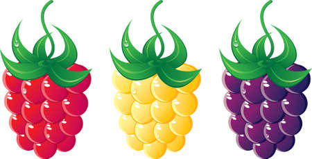 Raspberries of various grades set. Yellow, violet and red.  Isolated on a white background. All parts (object) closed, possibility to edit.のイラスト素材