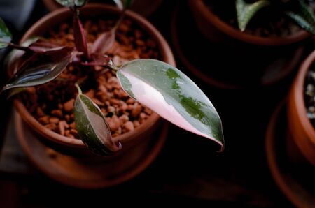 A close-up of a plant with pink color variegated leaves in a teracotta pot on a wooden surface, in dark shades.の写真素材