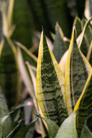 Vertical shot of green and yellow snake plant with place for text or another design. Part of succulent collection in botanical garden, home gardening hobby.の写真素材