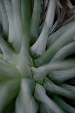 Abstract nature background in gray green and blue colors. Botanical moody shot with place foe text or other design.の写真素材