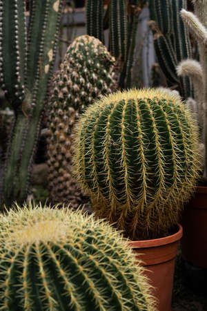Several large green cacti with large yellow spines. Growing succulents in greenhouse plants is a hobby.の写真素材