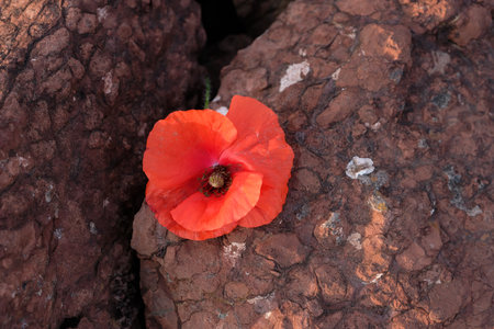 Red Poppy on the Red Stone Background.の写真素材