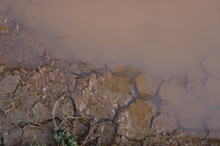 Red-brown soils with a high content of iron oxides in the Pyrenees Mountains. Natural textures, clay structure, and plants. Red muddy water on cracked wet soil.の写真素材