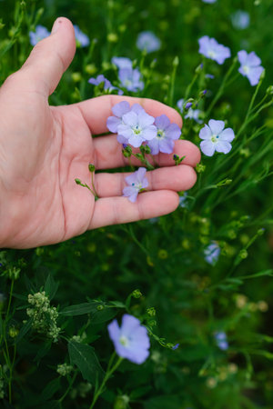 Blue Blooming Flax in Hand on a Green Field Background. Versatile Plant for Linen Fabric and Nutritious Seeds.の写真素材