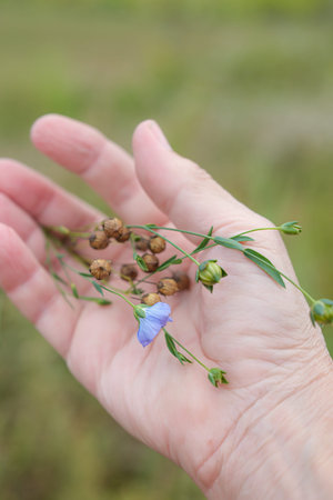 Ripe Flax Pods and Flax Flowers in Hand. Harvesting of Flax for Fiber or Seed. Growing Demand for...