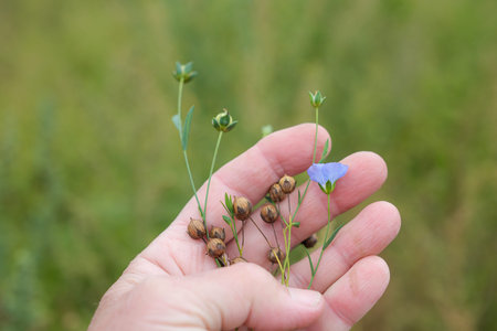 Ripe Flax Pods and Flax Flowers in the Woman's Hand. Flax Crop. Growing Demand for Natural Fibers....