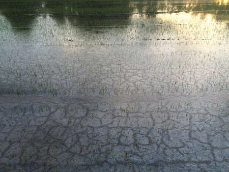 Dry