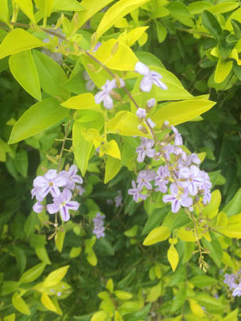 Purple flowersの素材