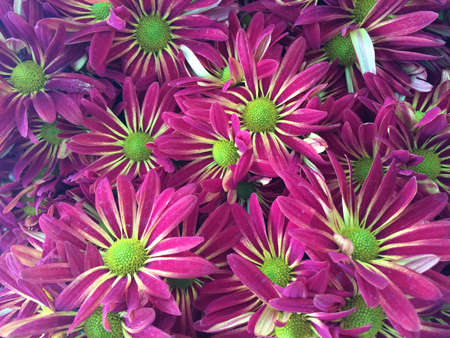 Chrysanthemum