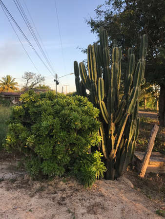 Cactus