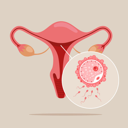 development of the embryo. From ovulation to implantation. human anatomy. Fertilization, zygote, cleavage, morula, blastocyst.のイラスト素材