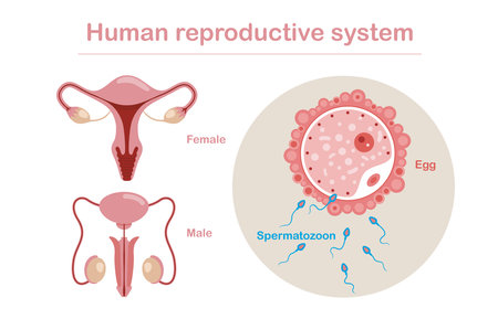 human reproductive system anatomy. Vector set of male and female reproductive system isolated on white background. Spermatozoon floating to ovule vector.