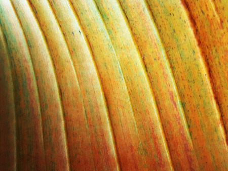 Yellow leaf banana background, Dry Banana leaves, nature textureの写真素材