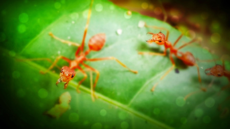 blurred red ants on the leaf. animal abstract background. blur texture creative design.