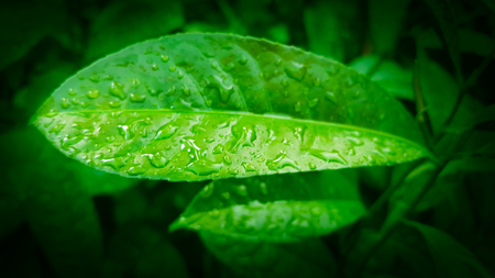 water drops on green leaf for background