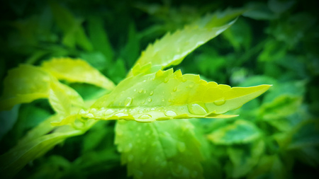 water drops on green leaf for background
