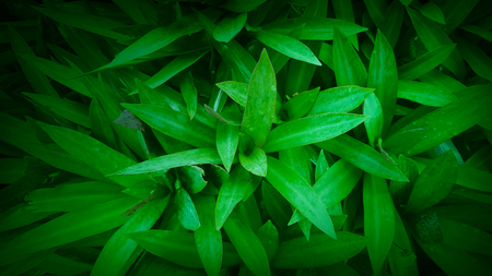 water drops on green leaf for backgroundの写真素材