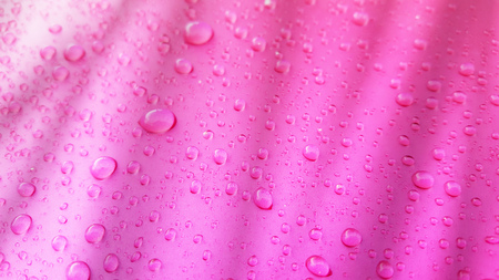 Water Drops background on the pink glossy surface, Rain droplets on pink texture for cosmetics, drink product.の写真素材