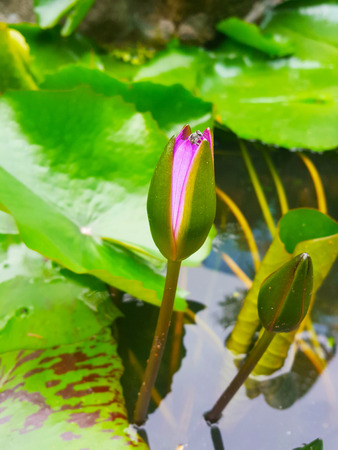 Lotus flower, nature background, green leaf lotus flowerの写真素材