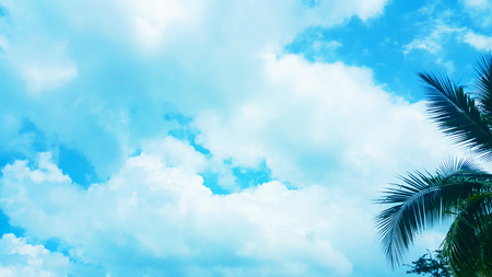 coconut palm tree on Blue clouds sky background, beautiful view landscape, ecology texture, wallpaper designの写真素材