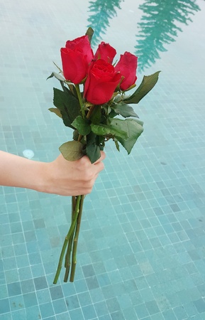 Red rose flower in hand for valentines day, wedding card on background blue pool