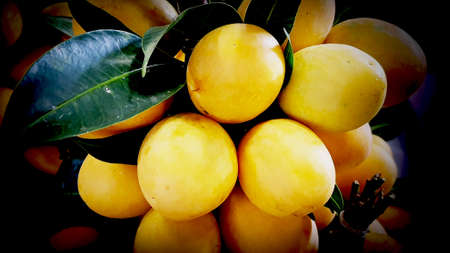 Maprang thai fruit, Plum Mango, tropical Thai fruit,  Mayongchid, Fresh ripe Marian Plum, Food...