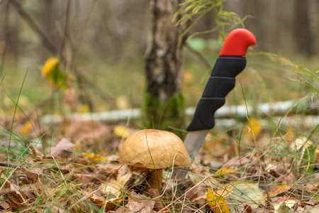 Mushroom boletusの写真素材