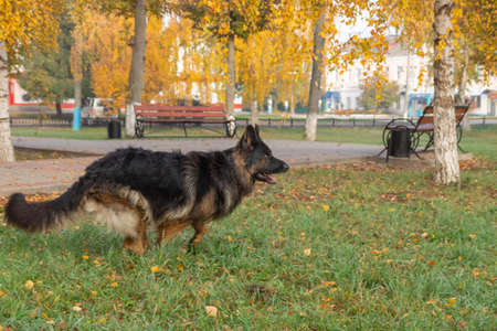 German shepard dog. Kaluga regionの写真素材