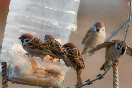 Sparrows having a breakfast. Russia. Kaluga region
