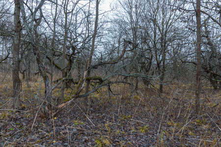 An old abandoned garden. Apple trees with painful trunks. Russia