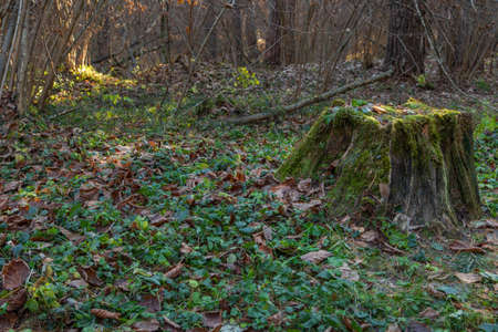 Old tree stump covered with moss in the coniferous forest, beautiful landscape. Russia