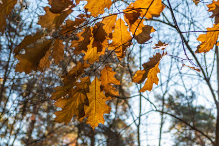 Autumn leaves in autumn park . leaf maple background. Russia