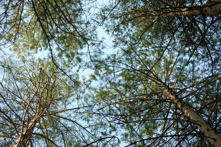 Pine tree and blue skyの写真素材