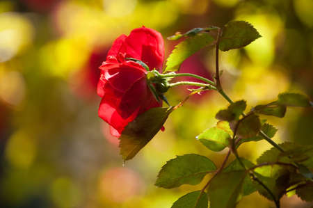 red rosesの写真素材