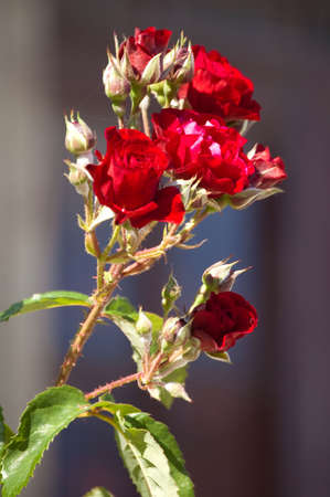 red rosesの写真素材
