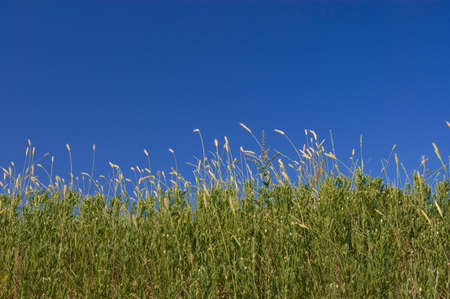 green fileds, the blue skyの写真素材
