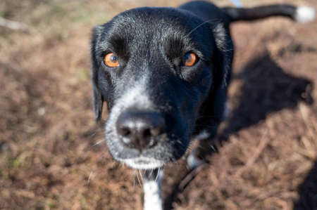 Black and white mixed breed dog. Sad pooch dog looking at the camera