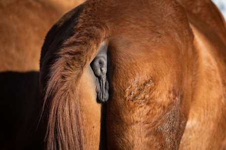 The female horse from the back. Vulva and anusの写真素材